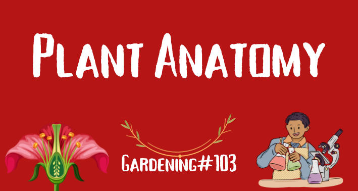 the-fascinating-world-of-plant-anatomy-a-comprehensive-guide