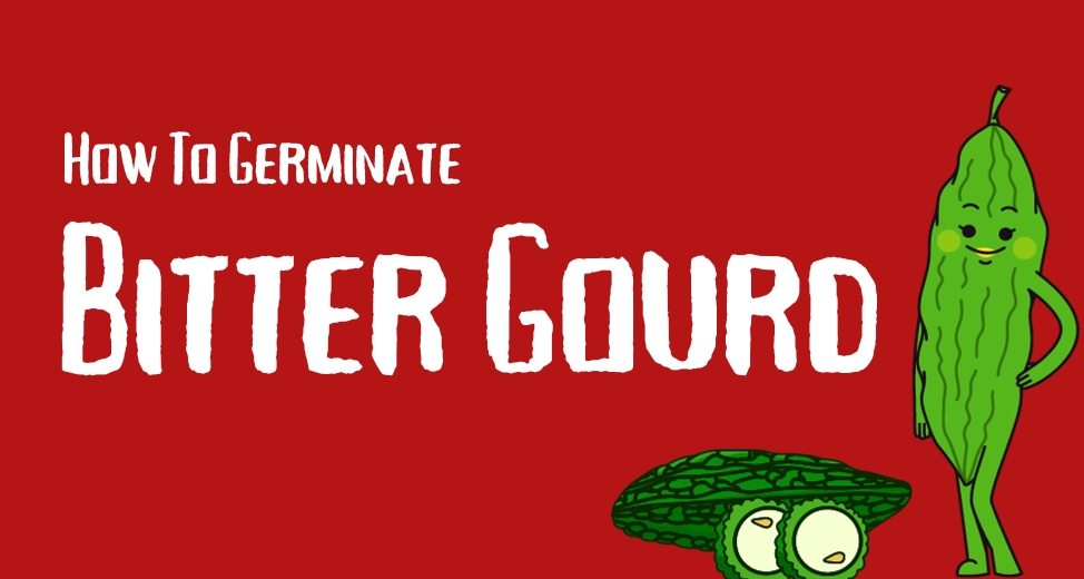 How to germinate bitter gourd